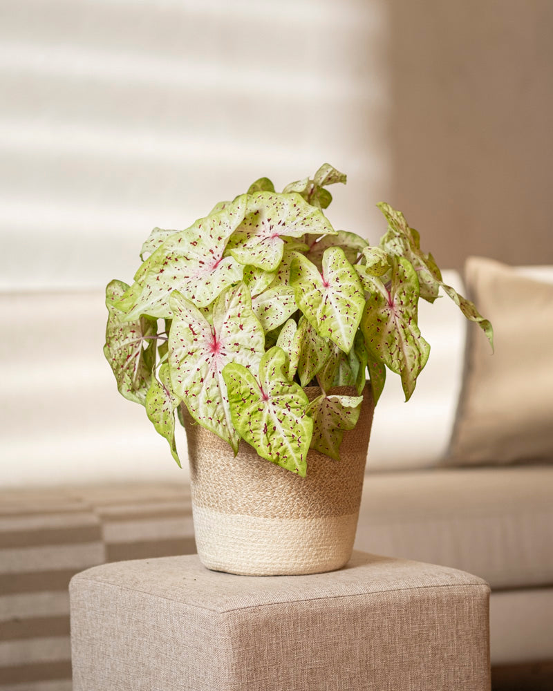 feey-caladium-miss-muffet-buntblatt-zimmerpflanze-gro image 4