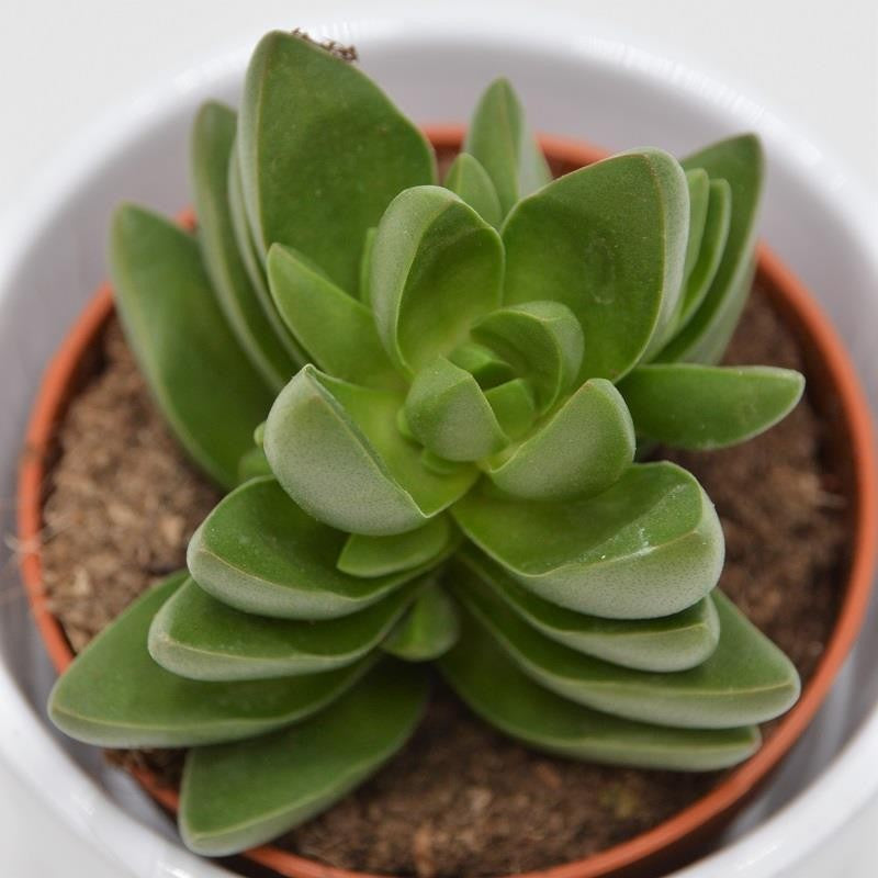 pasiora-crassula-benjamin-sukkulente-im-8-5cm-topf image 2