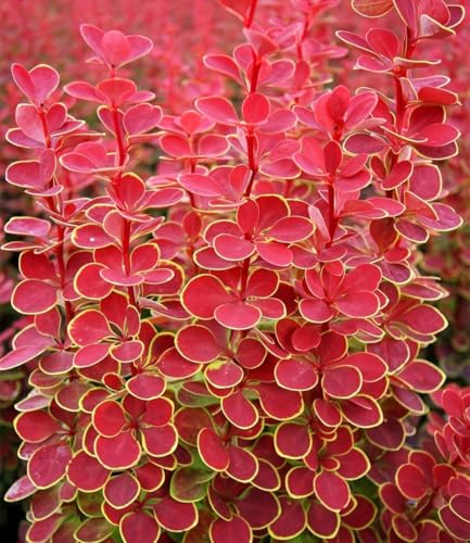 baldur-garten-berberitze-orange-sunrise-im-9x9-cm-topf image 2