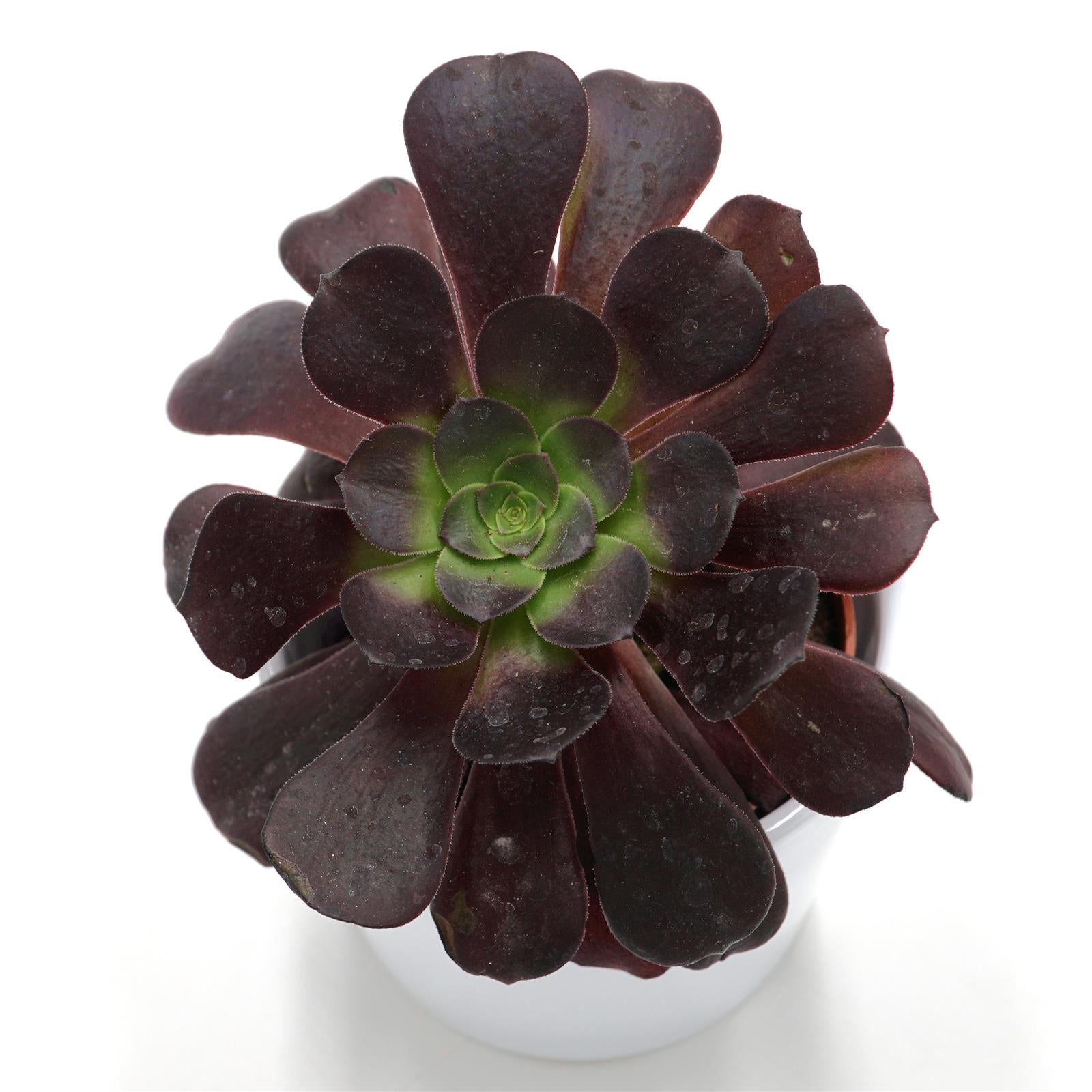pasiora-aeonium-arboreum-velours-rosettendickblatt-8-5cm-topf image 1