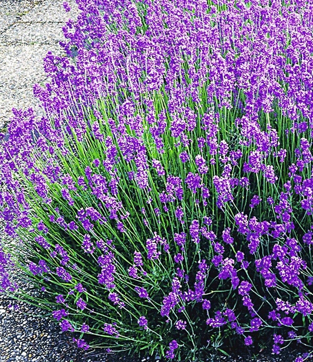 baldur-garten-winterharte-stauden-lavendel-mix-9er-set-im-9x9-cm-topf image 2
