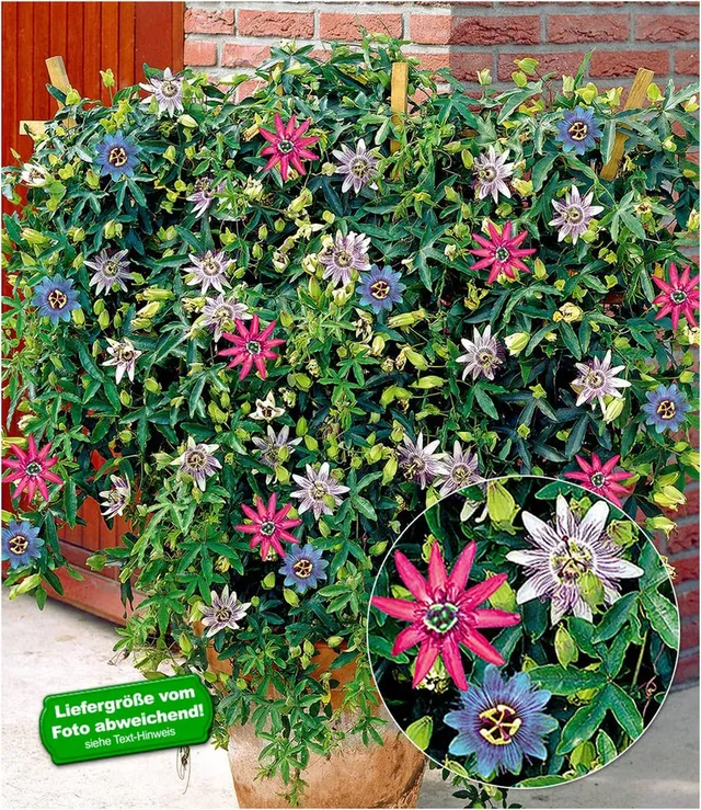 baldur-garten-passionsblumen-trio-exotic-flowers-3-farben-in-1-topf image 1
