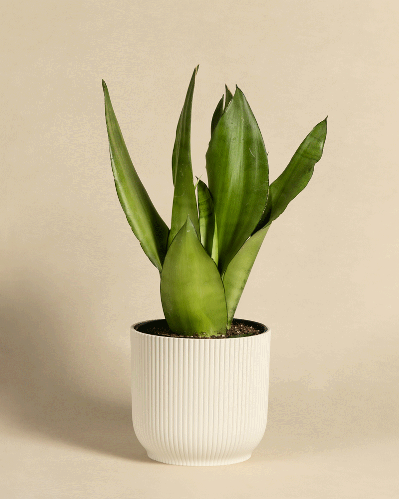 feey-sansevieria-trifasciata-moonshine-bogenhanf-mittel image 8