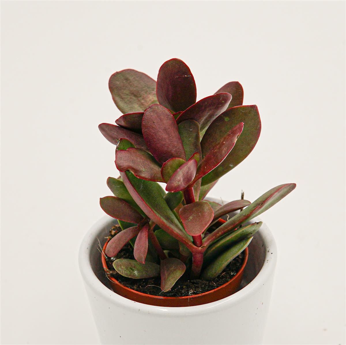 pasiora-crassula-nudicaulis-burgundy-sukkulente-5-5cm-topf image 1
