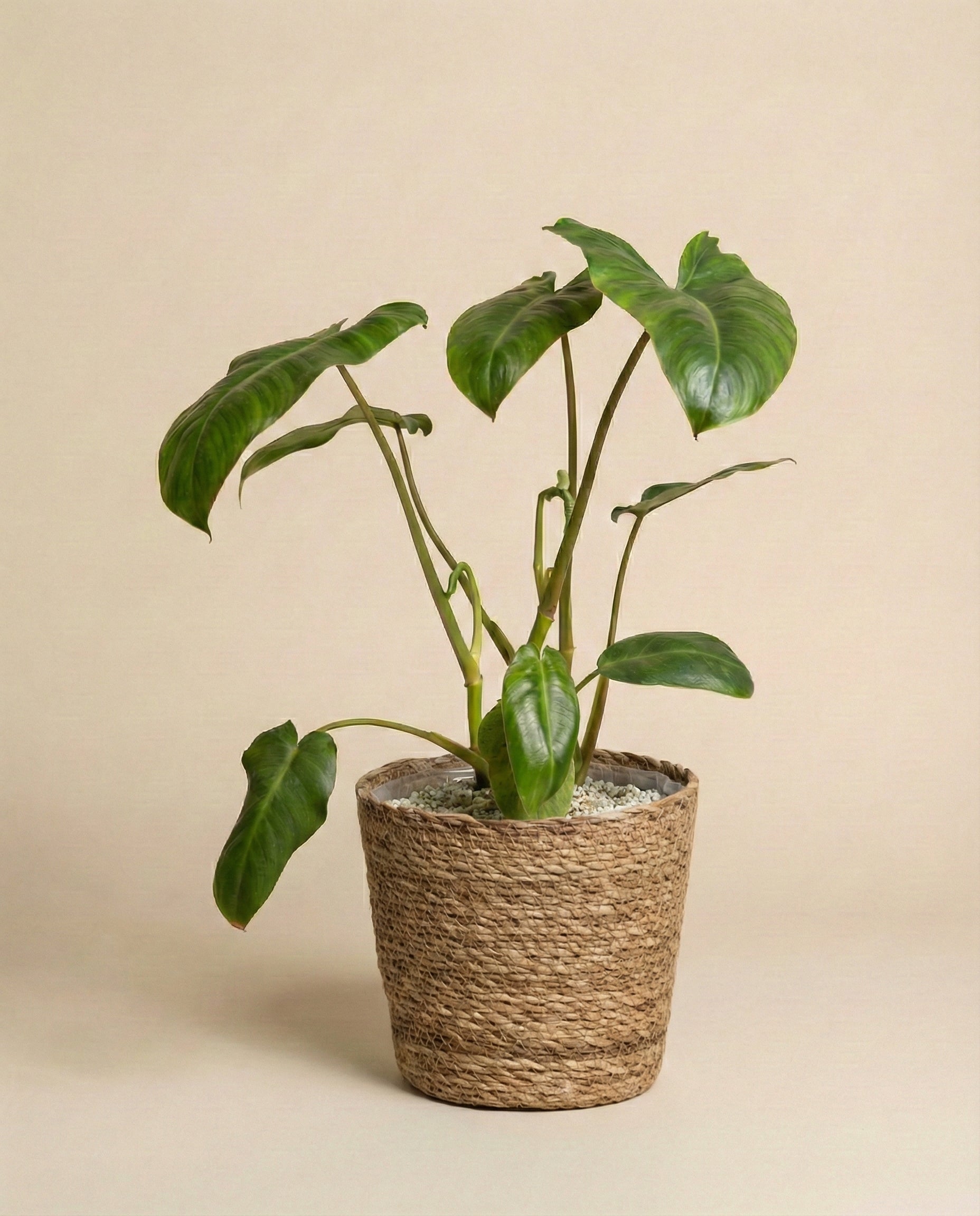 feey-philodendron-paraiso-verde-schweizer-zimmerpflanze image 8