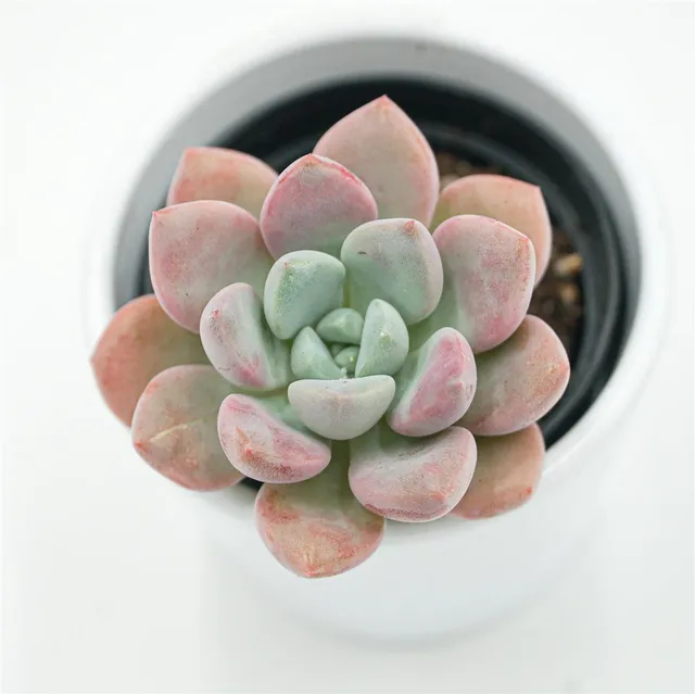 pasiora-echeveria-spotted-deer-sukkulente-6cm-topf image 1