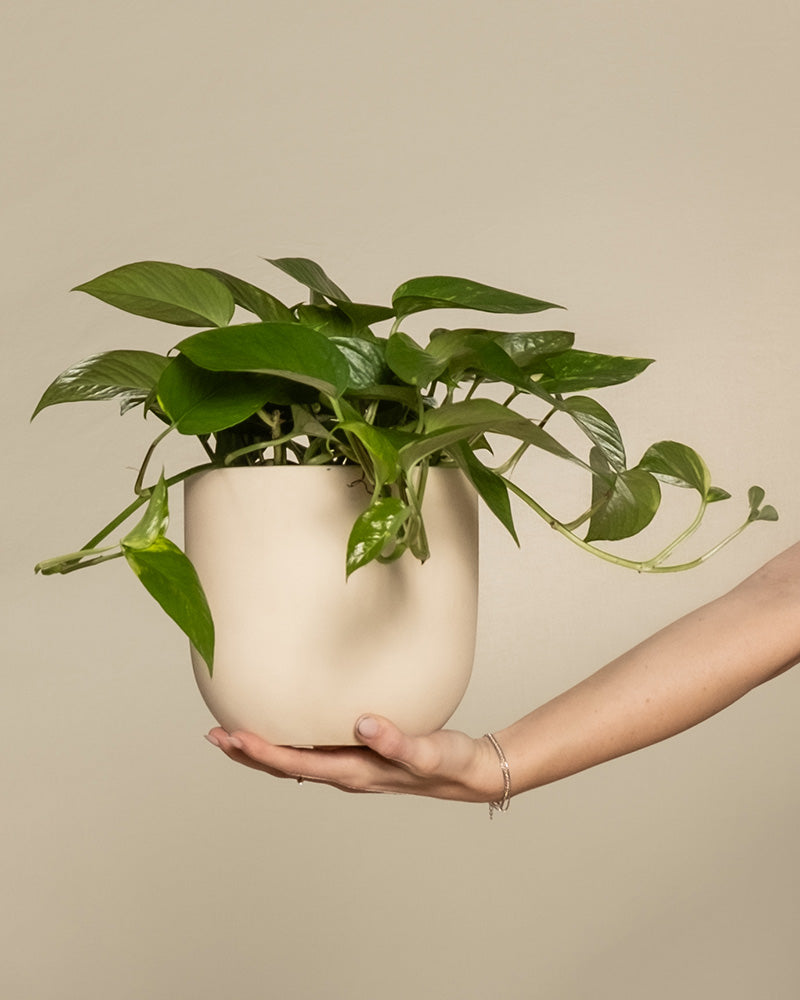 feey-gro-e-efeutute-epipremnum-aureum-h-ngepflanze image 1