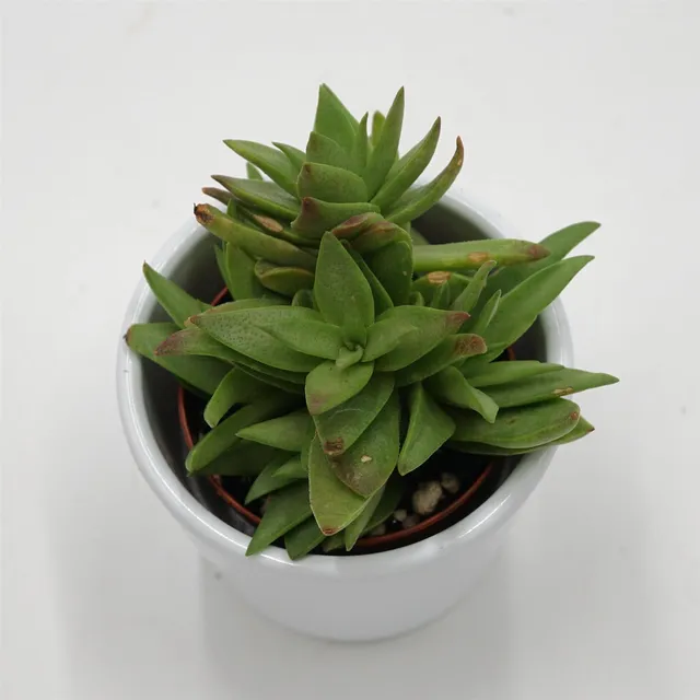 pasiora-crassula-capitella-dickblatt-sukkulente-5-5cm image 1