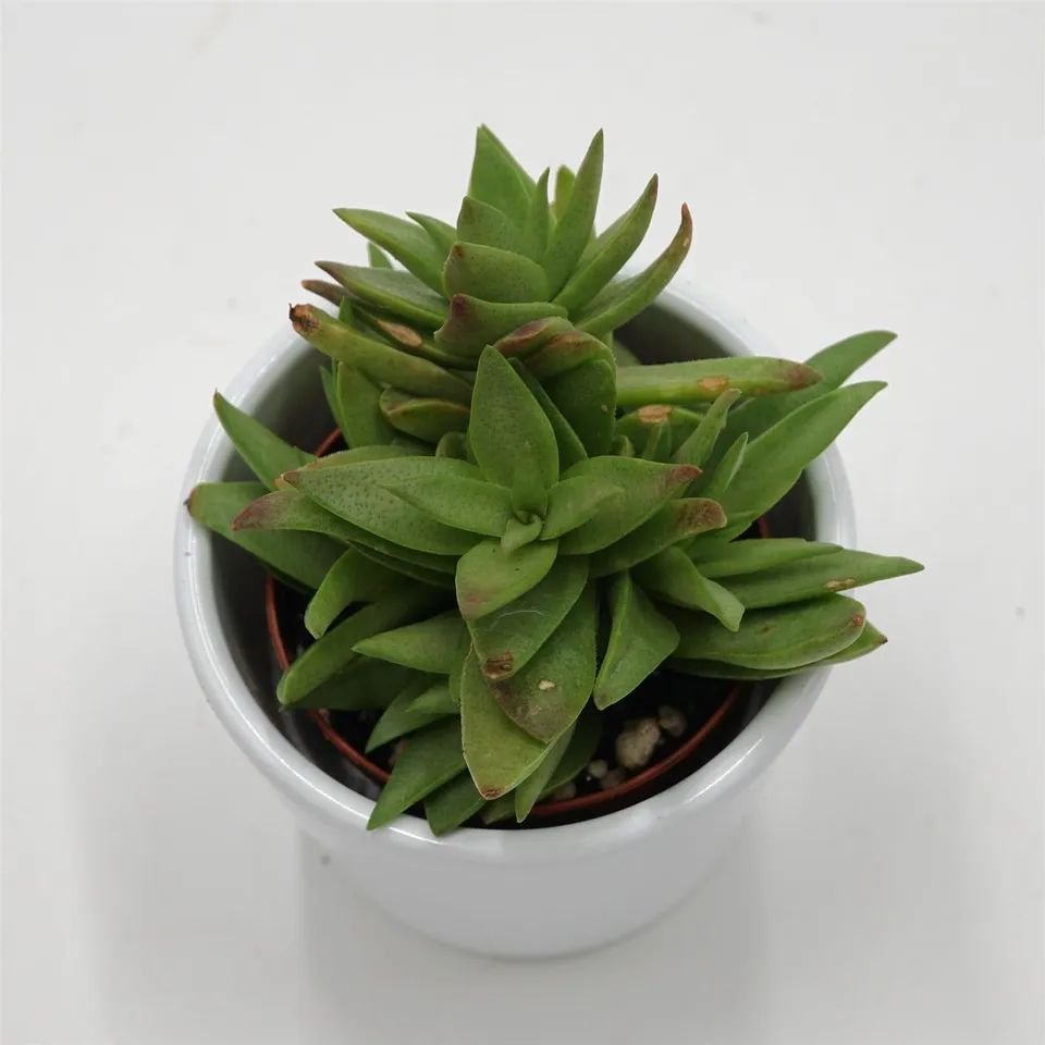 pasiora-crassula-capitella-dickblatt-sukkulente-5-5cm image 1