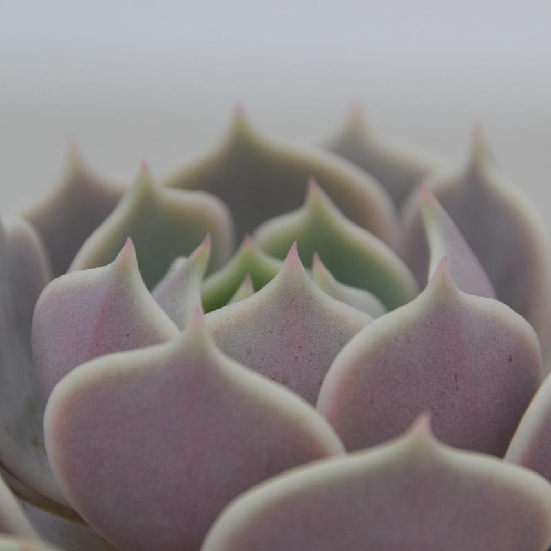 pasiora-echeveria-lola-sukkulente-8-5-cm-topf image 1