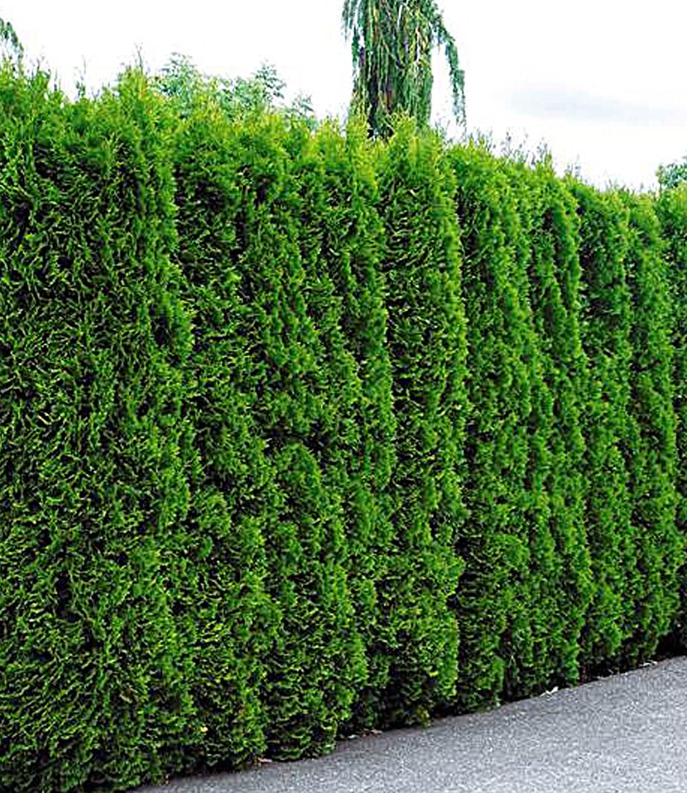 baldur-garten-10x-thuja-smaragd-lebensbaum-hecke-im-9x9-cm-topf image 3