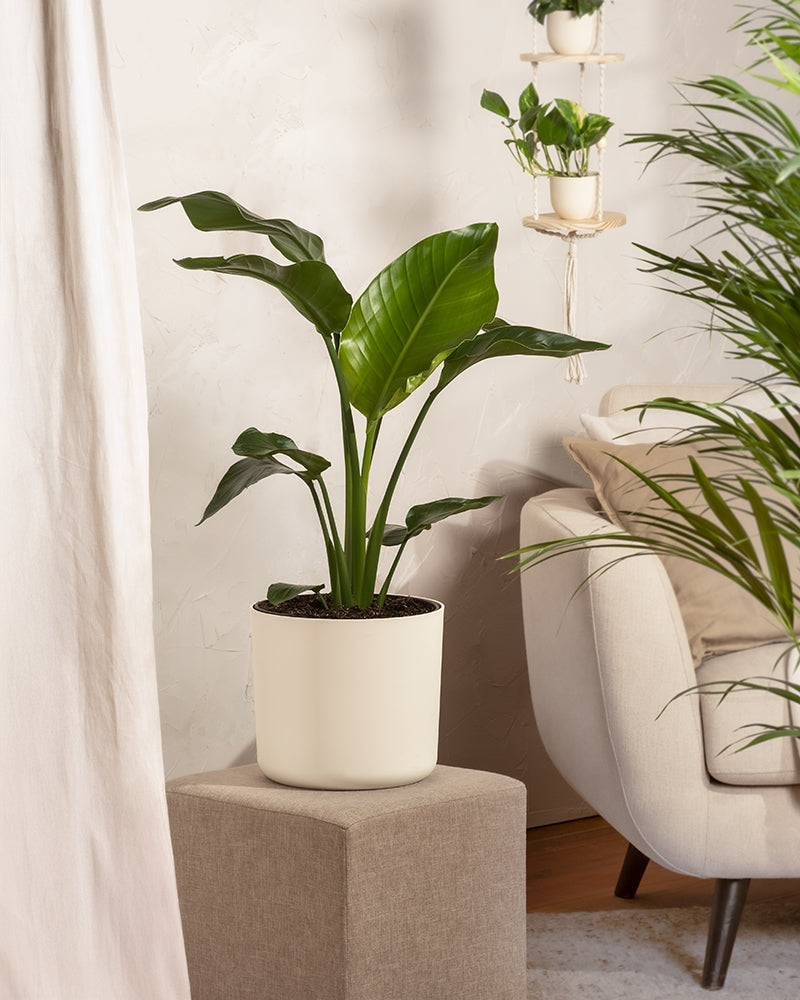 feey-gro-e-strelitzie-strelitzia-nicolai-zimmerpflanze image 4