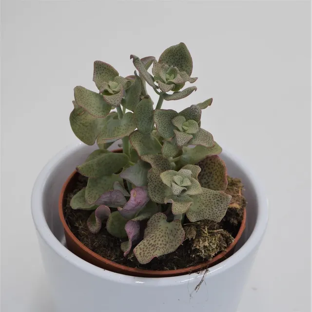 pasiora-crassula-cordata-sukkulente-8-5cm-topf image 1