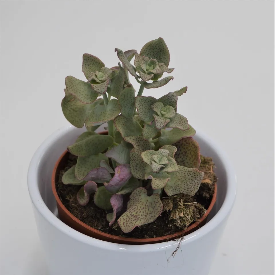 pasiora-crassula-cordata-sukkulente-8-5cm-topf image 1