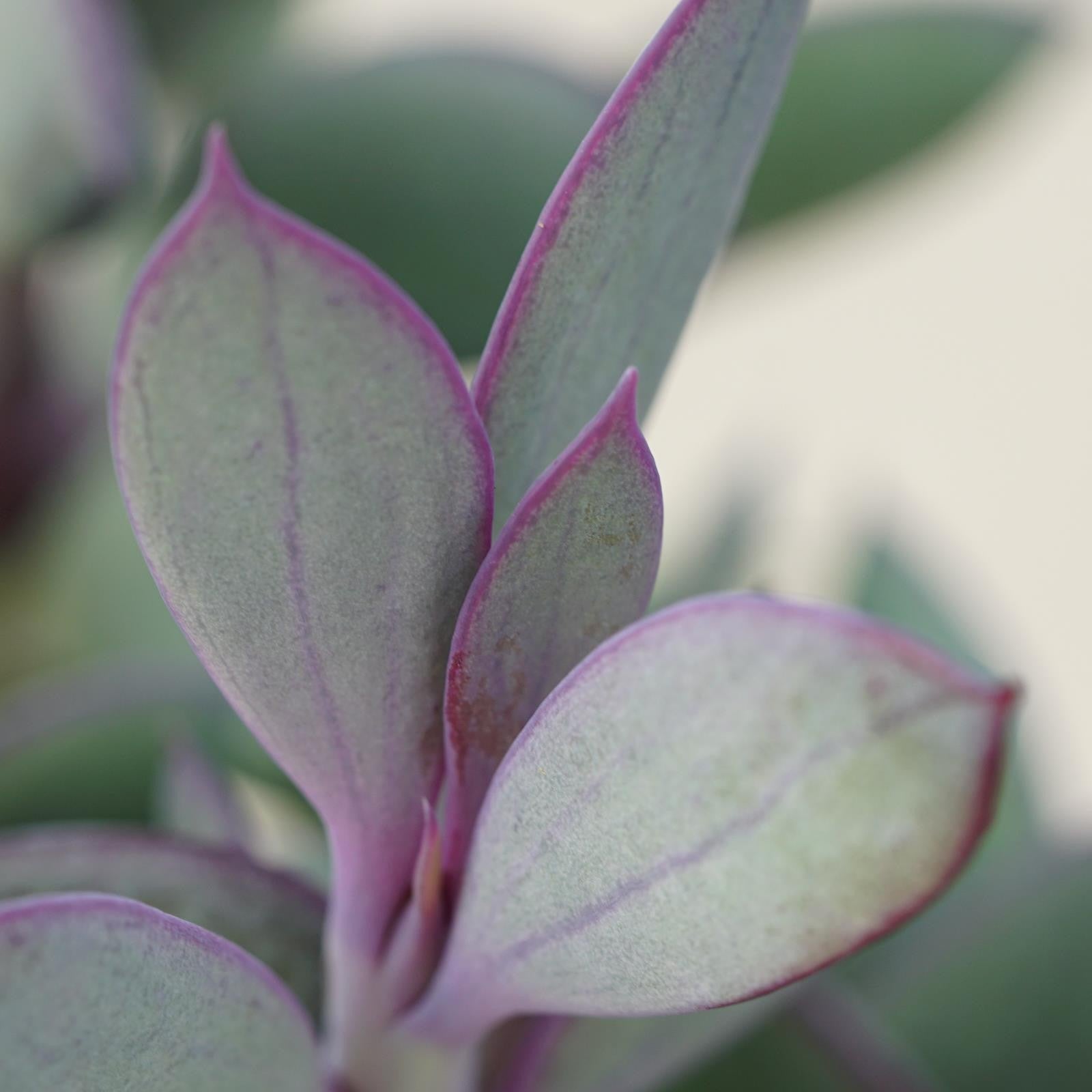pasiora-senecio-crassissimus-sukkulente-8-5cm-topf image 2