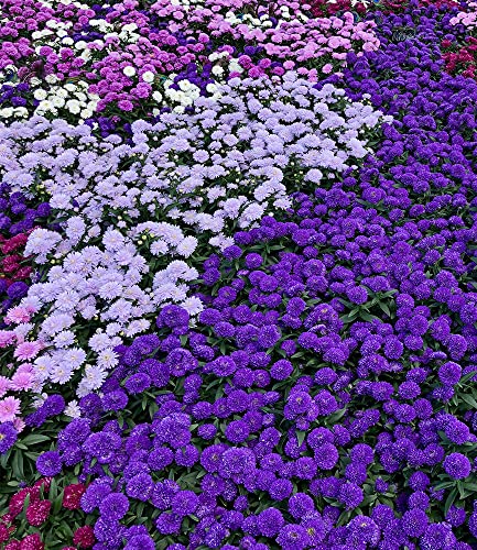 baldur-garten-beet-astern-meerblick-4-pflanzen-im-9x9-cm-topf-4-farben image 4