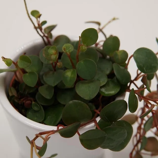 pasiora-peperomia-pepperspot-zwergpfeffer-6cm-topf image 1