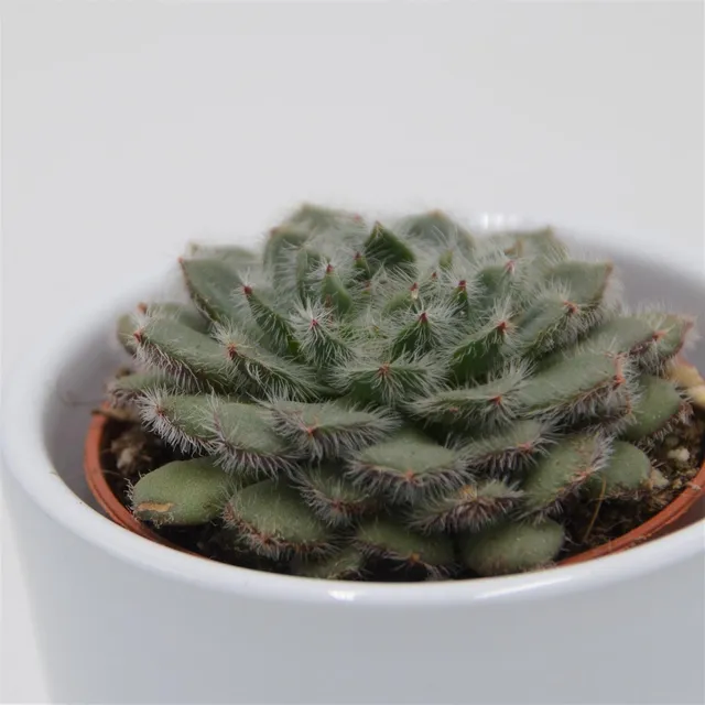pasiora-echeveria-setosa-var-ciliata-sukkulente-5-5cm image 1