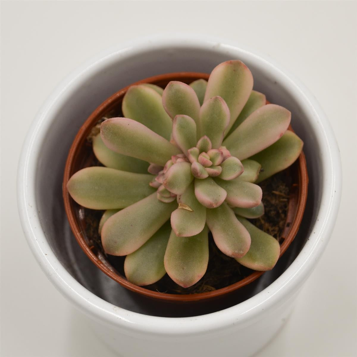 pasiora-sedum-rubrotinctum-f-variegata-sukkulente-5-5cm image 2