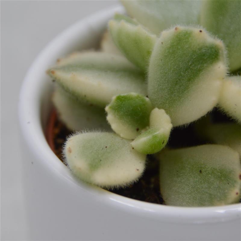 pasiora-cotyledon-tomentosa-variegata-sukkulente-5-5cm image 1
