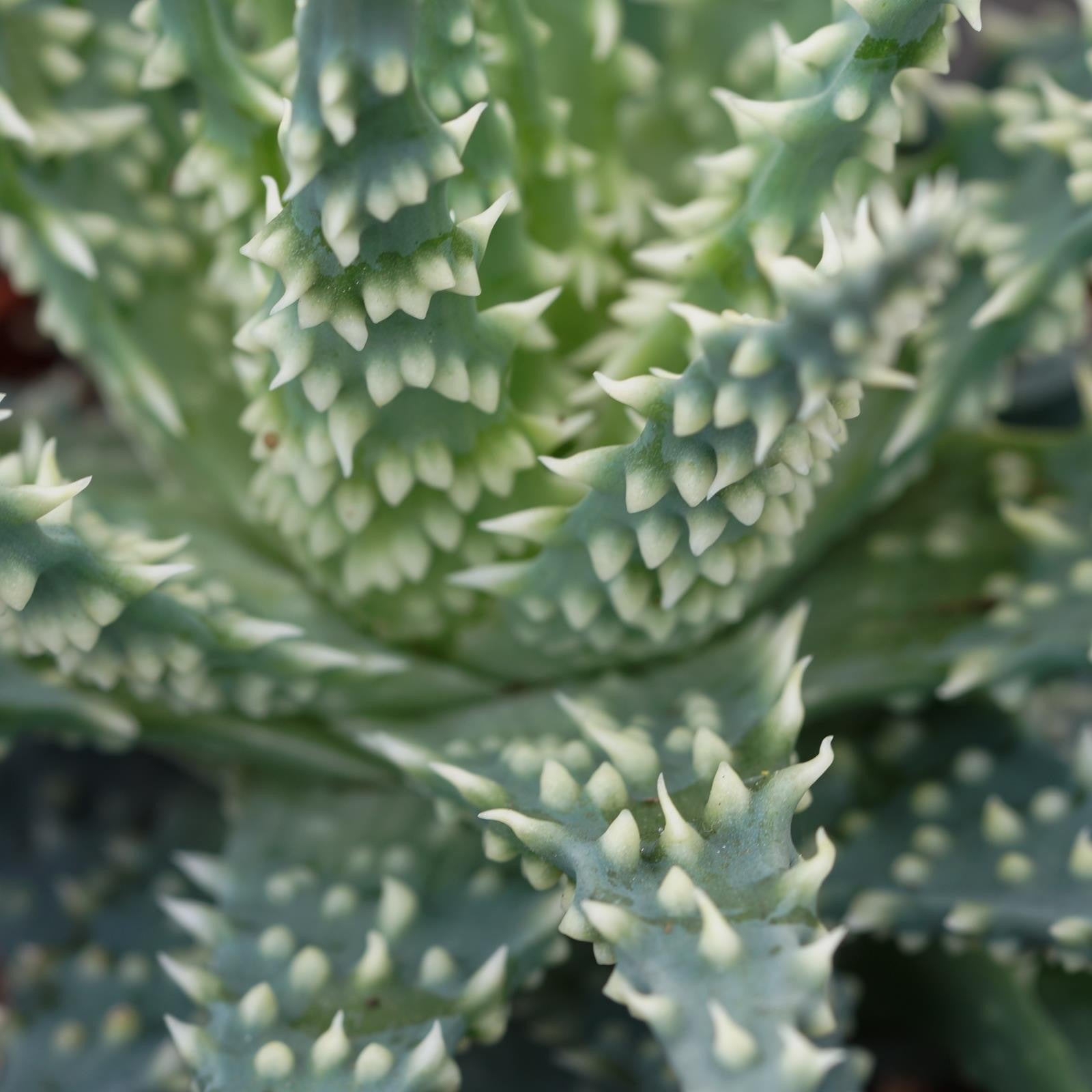 pasiora-aloe-safari-sukkulente-10-5cm-topf image 4