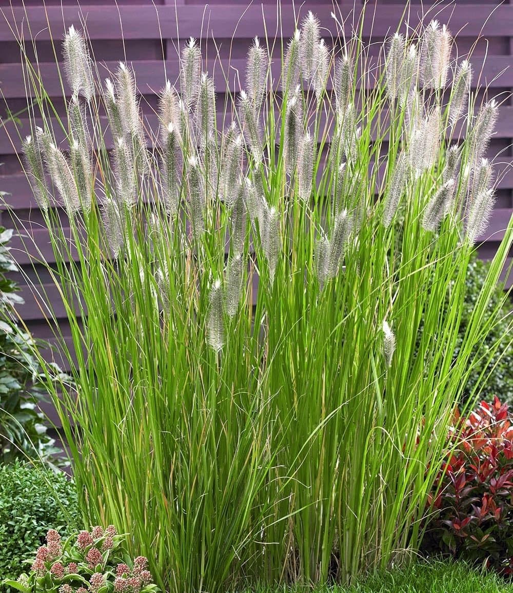 baldur-garten-winterhartes-gr-serbeet-18er-set-im-9x9-cm-topf image 5