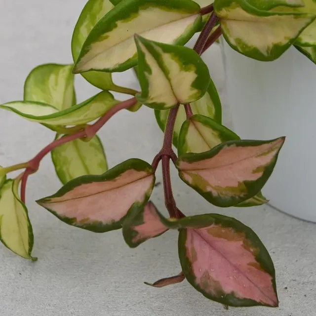 pasiora-hoya-carnosa-tricolor-porzellanblume-12cm image 1
