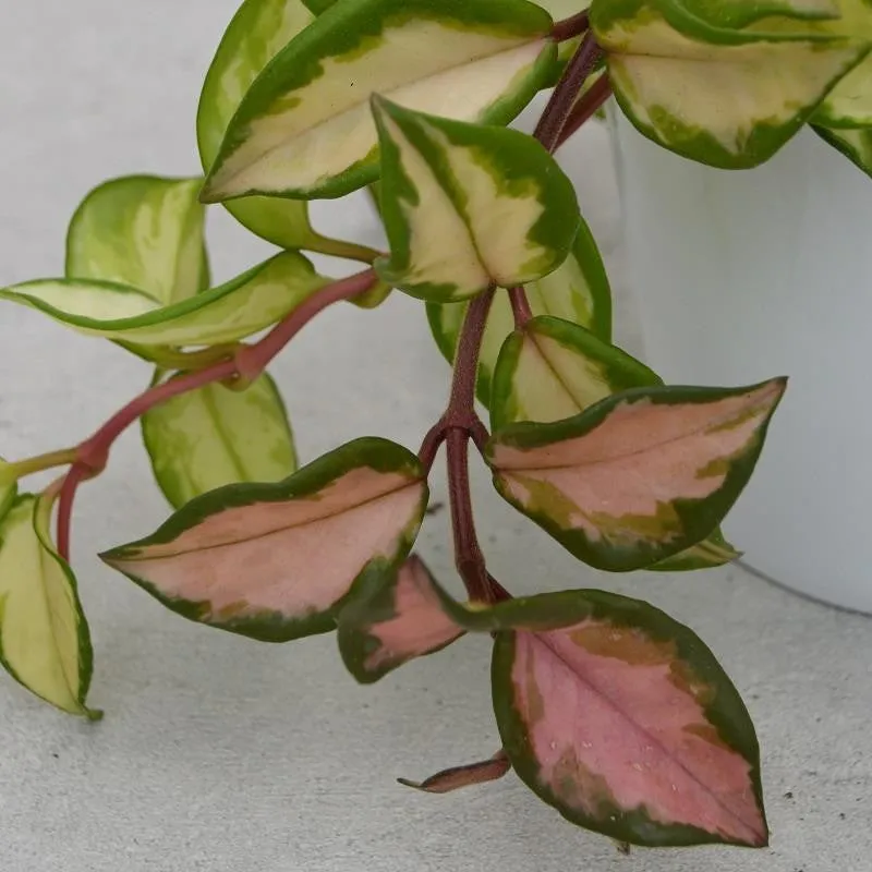 pasiora-hoya-carnosa-tricolor-porzellanblume-12cm image 1
