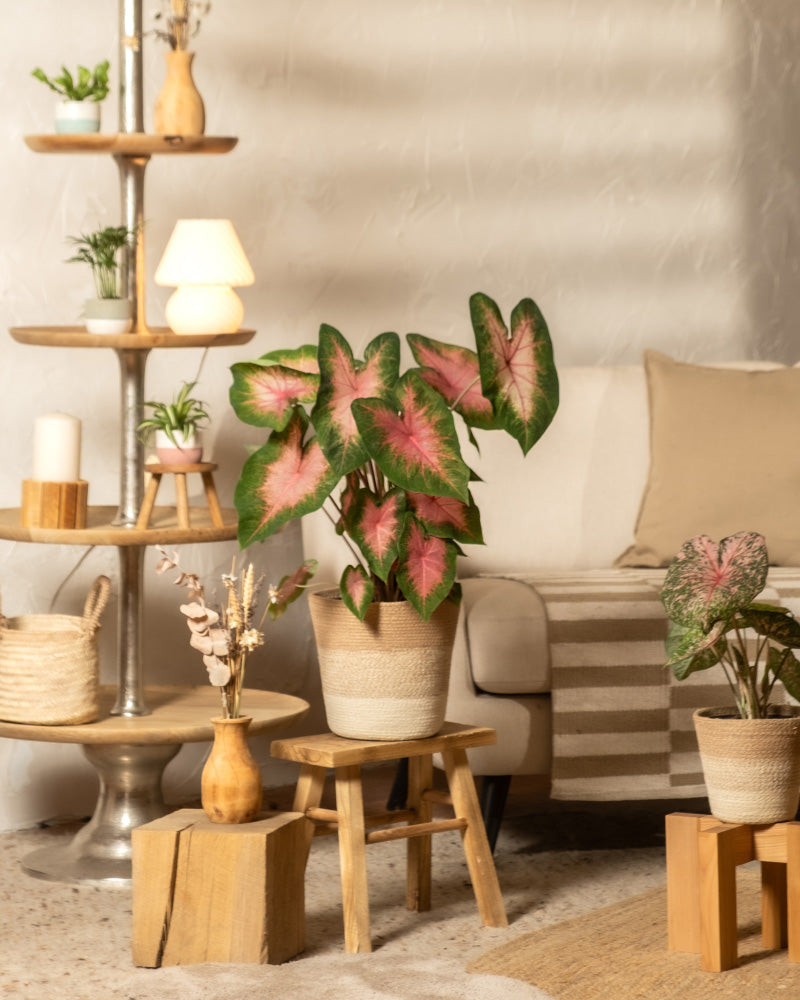 feey-caladium-kathleen-zimmerpflanze image 4