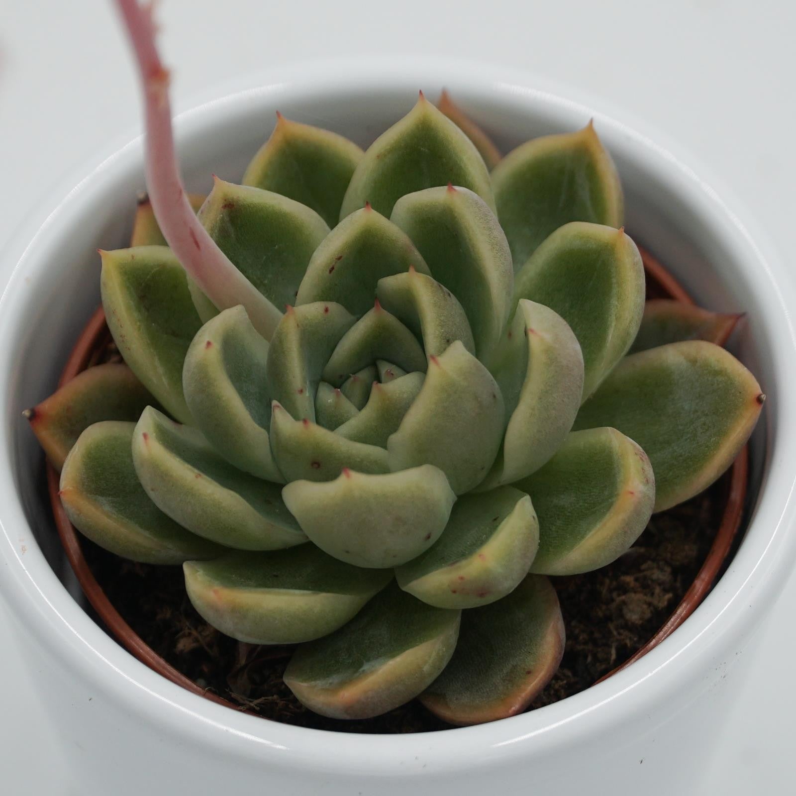 pasiora-echeveria-mandolan-sukkulente-6cm-topf image 1