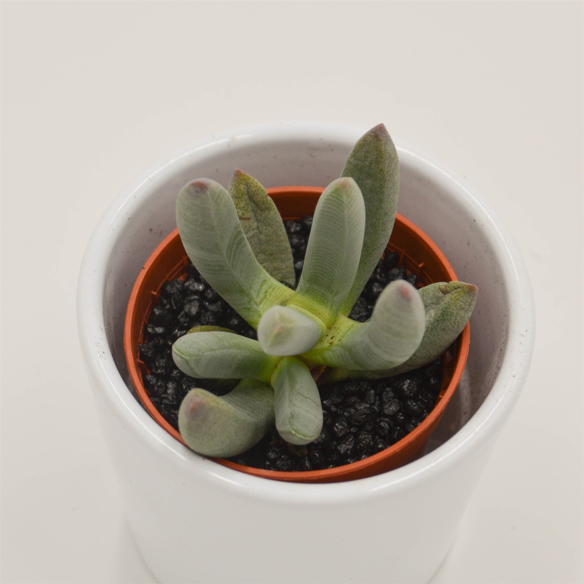 pasiora-cylindrophyllum-comptonii-sukkulente-5-5cm image 2