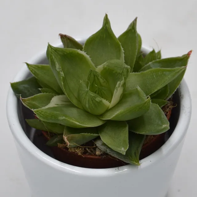 pasiora-haworthia-cymbiformis-f-variegata-sukkulente-5-5cm-topf image 1