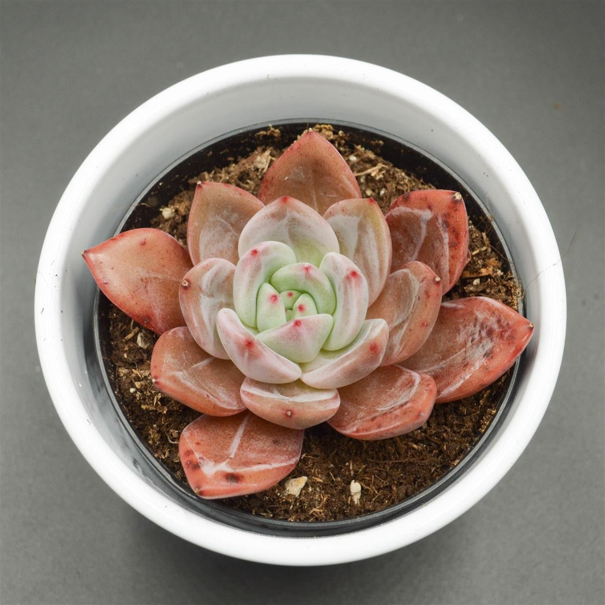 pasiora-echeveria-wine-champagne-sukkulente-9cm image 1