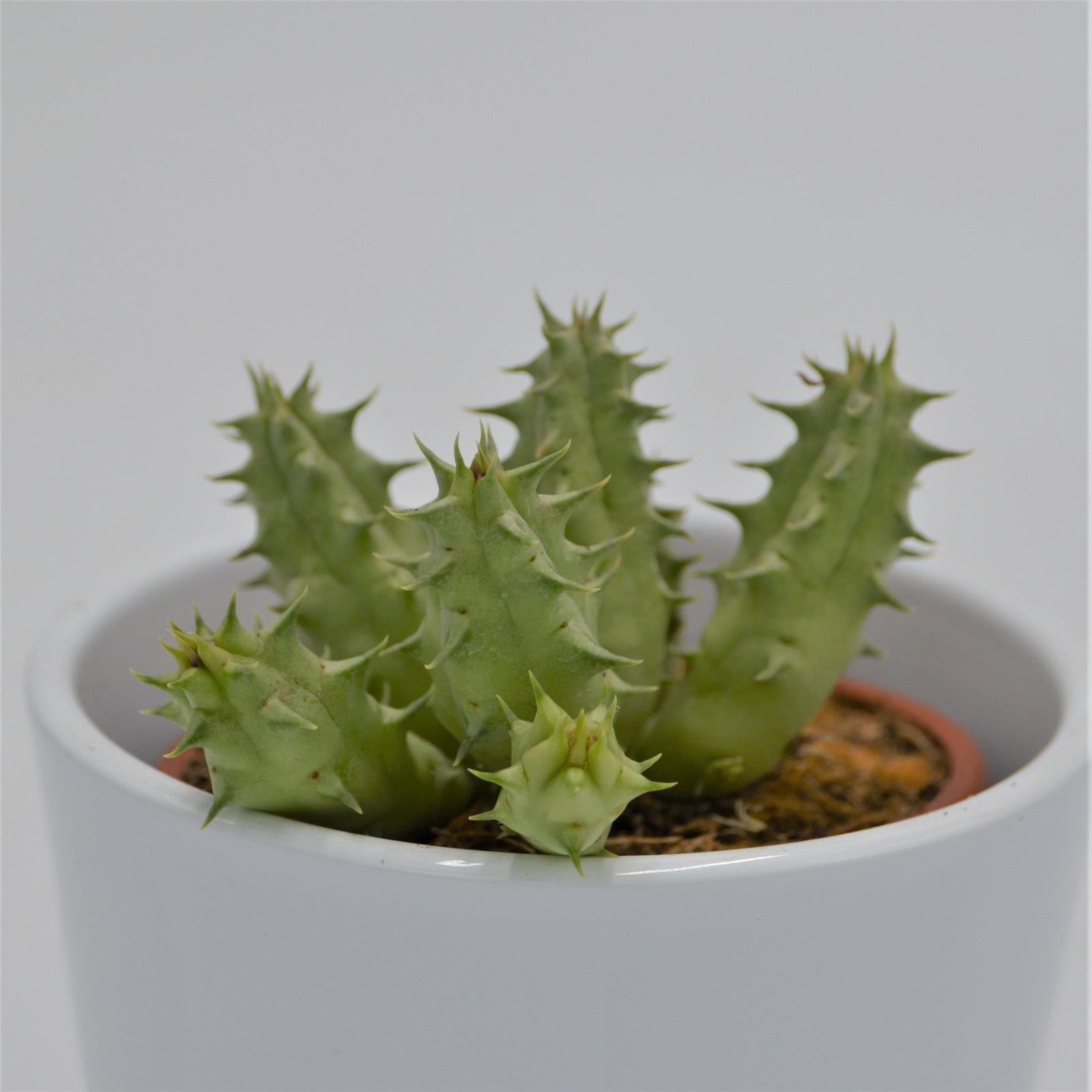 pasiora-huernia-somalica-aasblume-sukkulente-8cm image 1