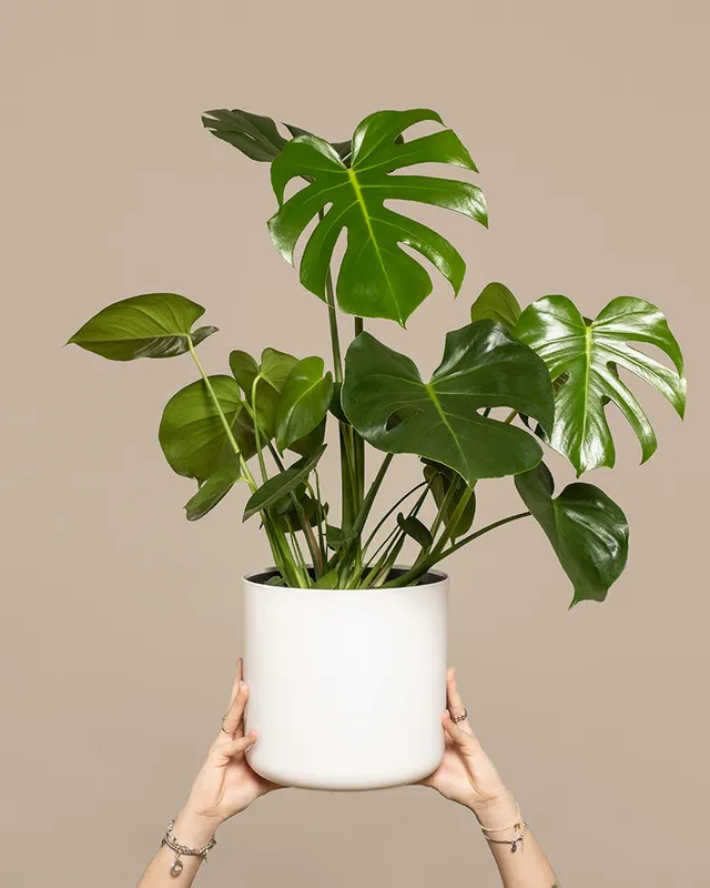 feey-gro-e-monstera-deliciosa-fensterblatt-zimmerpflanze image 1