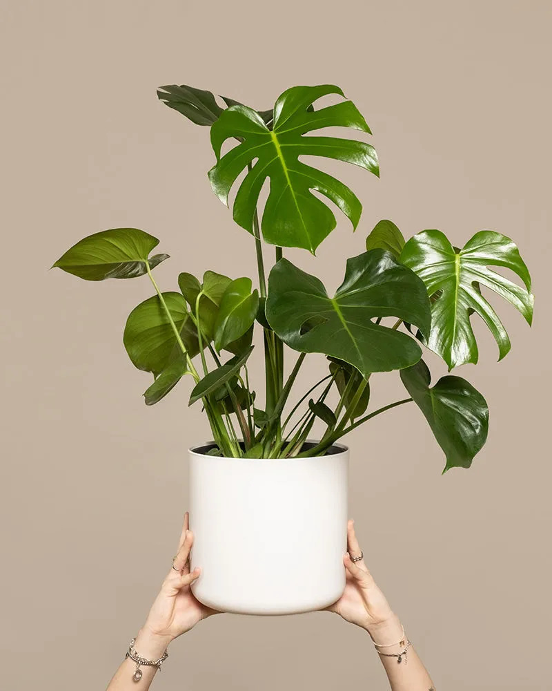 feey-gro-e-monstera-deliciosa-fensterblatt-zimmerpflanze image 1