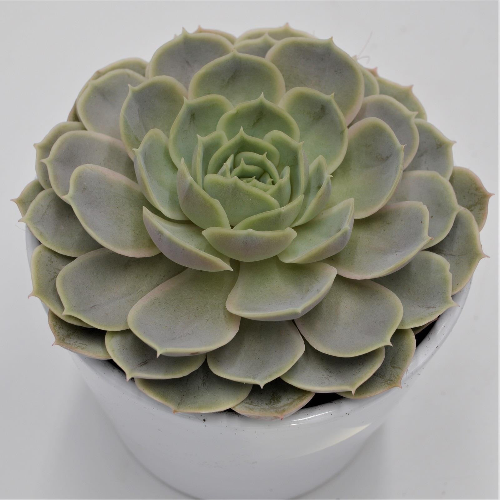 pasiora-echeveria-derenceana-sukkulente-im-12cm-topf image 1