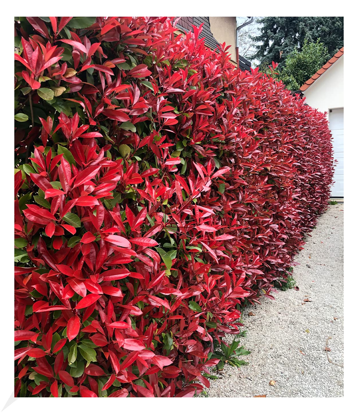 baldur-garten-immergr-ne-photinia-red-robin-5er-set-im-9x9-cm-topf image 1