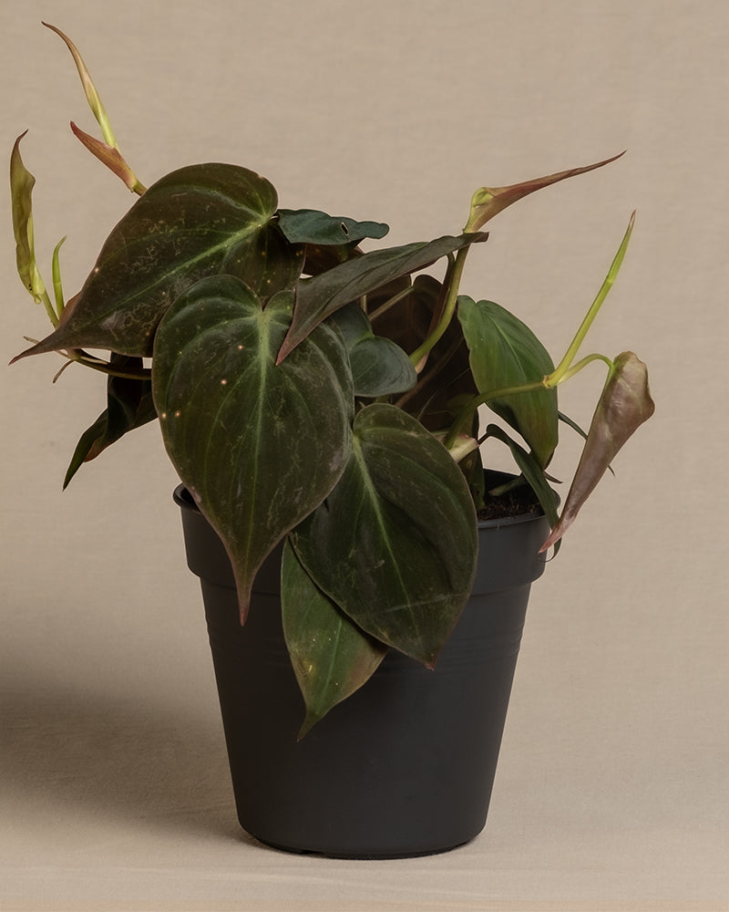 feey-philodendron-micans-h-ngepflanze-samtig image 3