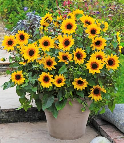 baldur-garten-balkon-sonnenblume-sunbelievable-3x-pflanze-im-12-cm-topf image 4