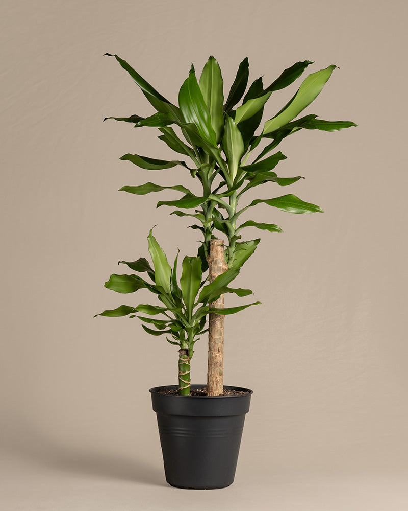feey-gro-er-drachenbaum-dracaena-fragrans-65-75-cm image 3