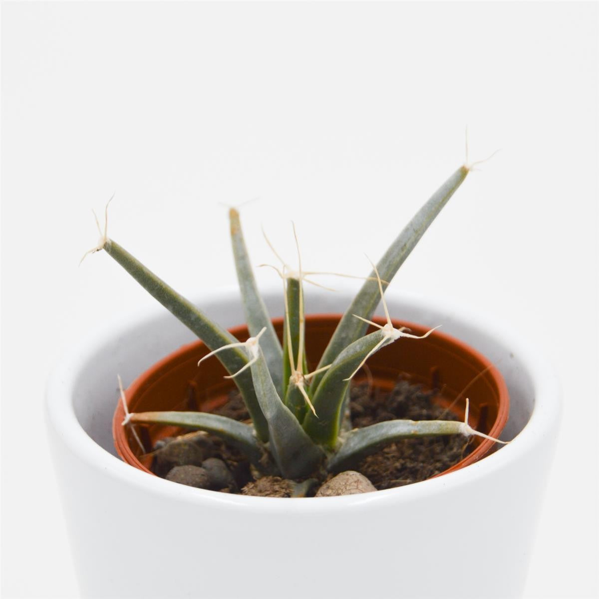 pasiora-leuchtenbergia-principis-agaven-kaktus-5-5cm-topf image 1