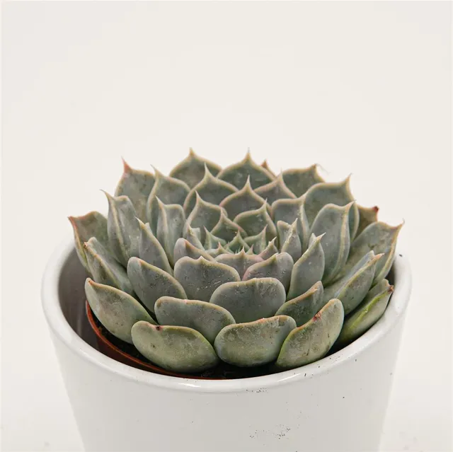 pasiora-echeveria-sp-gilo-hidalgo-8-5cm-rarit-t image 1