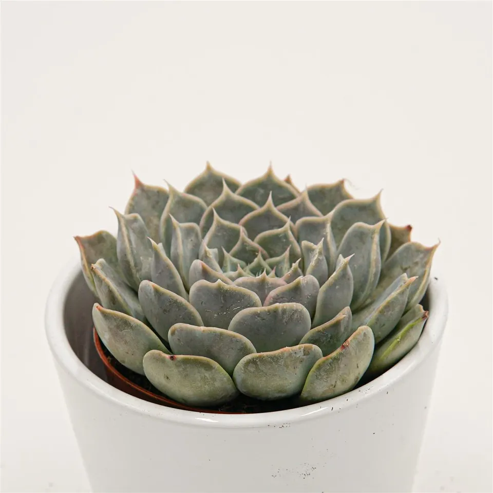 pasiora-echeveria-sp-gilo-hidalgo-8-5cm-rarit-t image 1