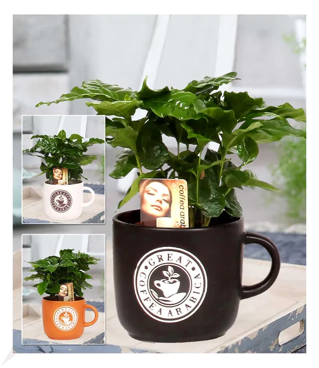 baldur-garten-coffea-arabica-kaffeepflanze-im-12-cm-barista-keramiktopf image 1