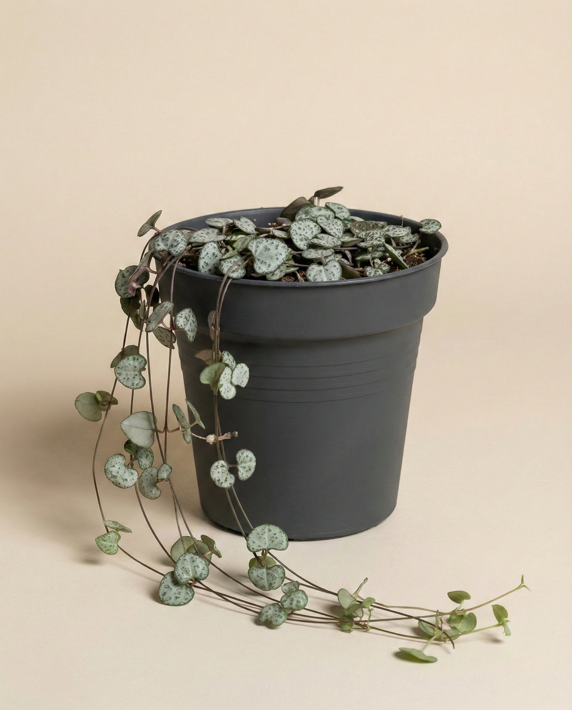 feey-leuchterpflanze-ceropegia-woodii-string-of-hearts-h-ngepflanze-klein image 3