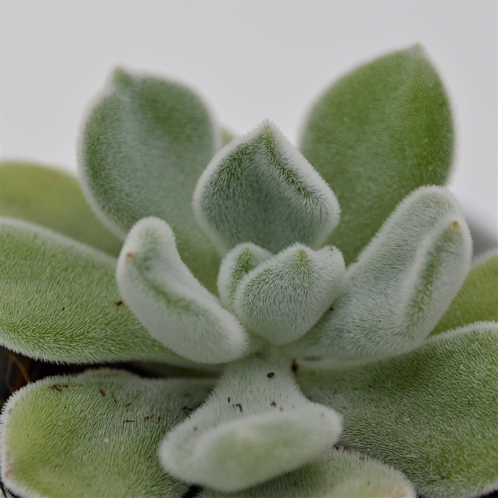 pasiora-echeveria-pulvinata-frosty-sukkulente-5-5cm image 1