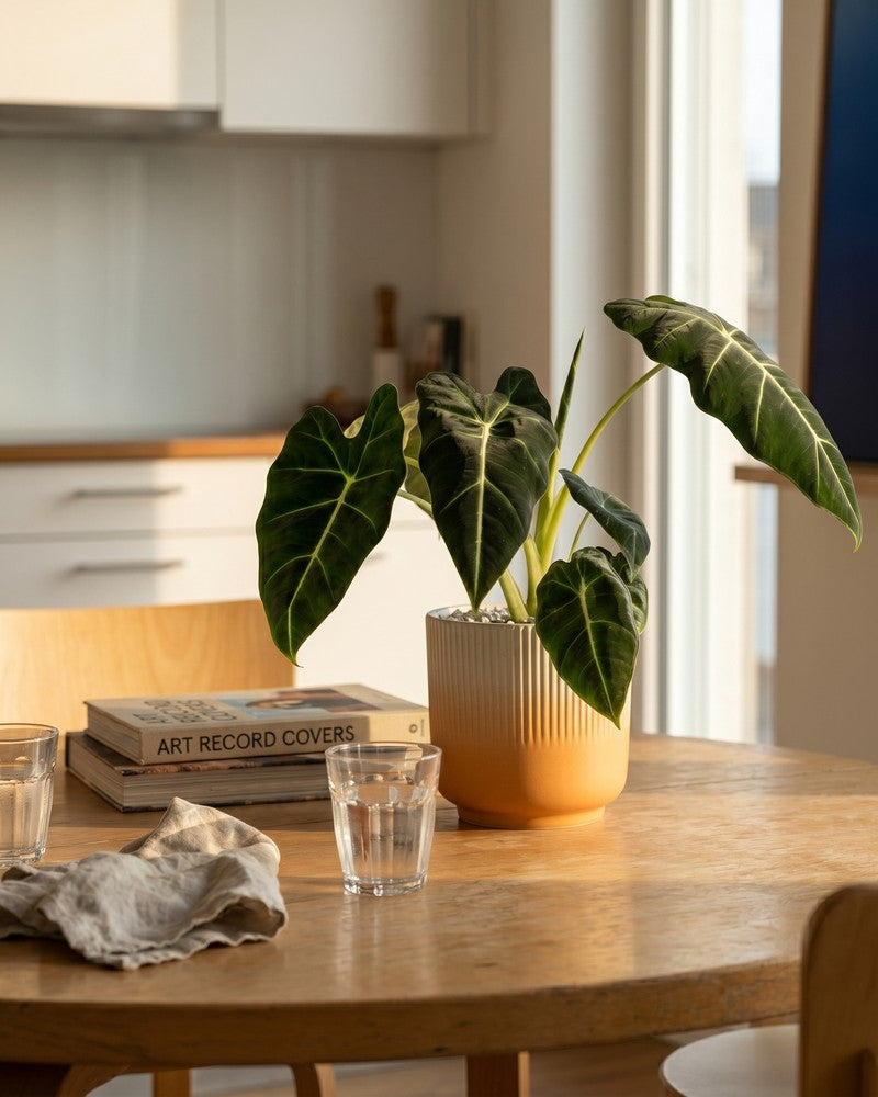 feey-alocasia-frydek-zimmerpflanze image 2