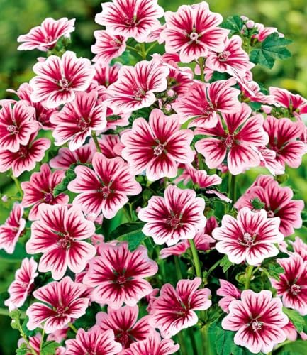baldur-garten-3x-stauden-malve-zebrina-9x9-cm-topf image 5