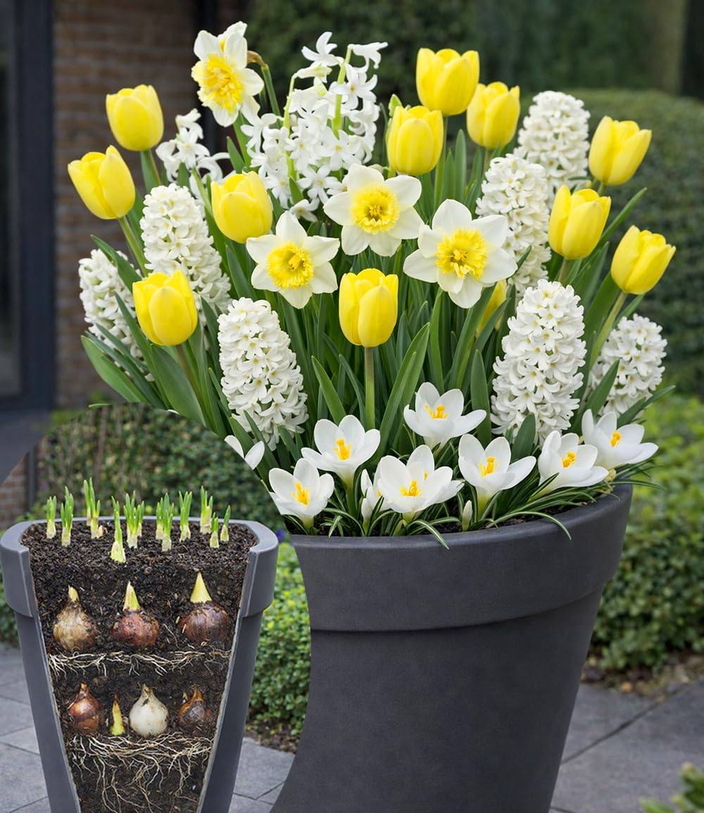 baldur-garten-30x-blumenzwiebel-mix-wei-gelbe-lasagne-fr-hlingsbl-her image 1